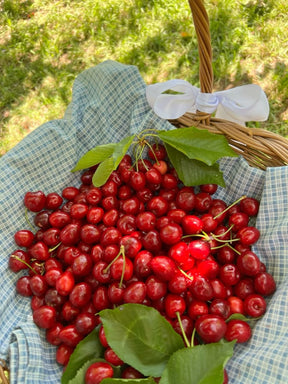 Cherry Bar Chocolate (80gm)