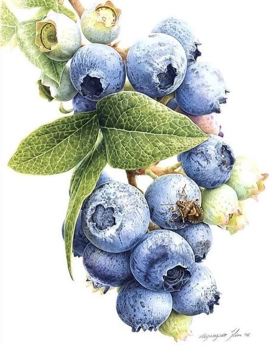 Blueberry Bar Chocolate (80 gm)